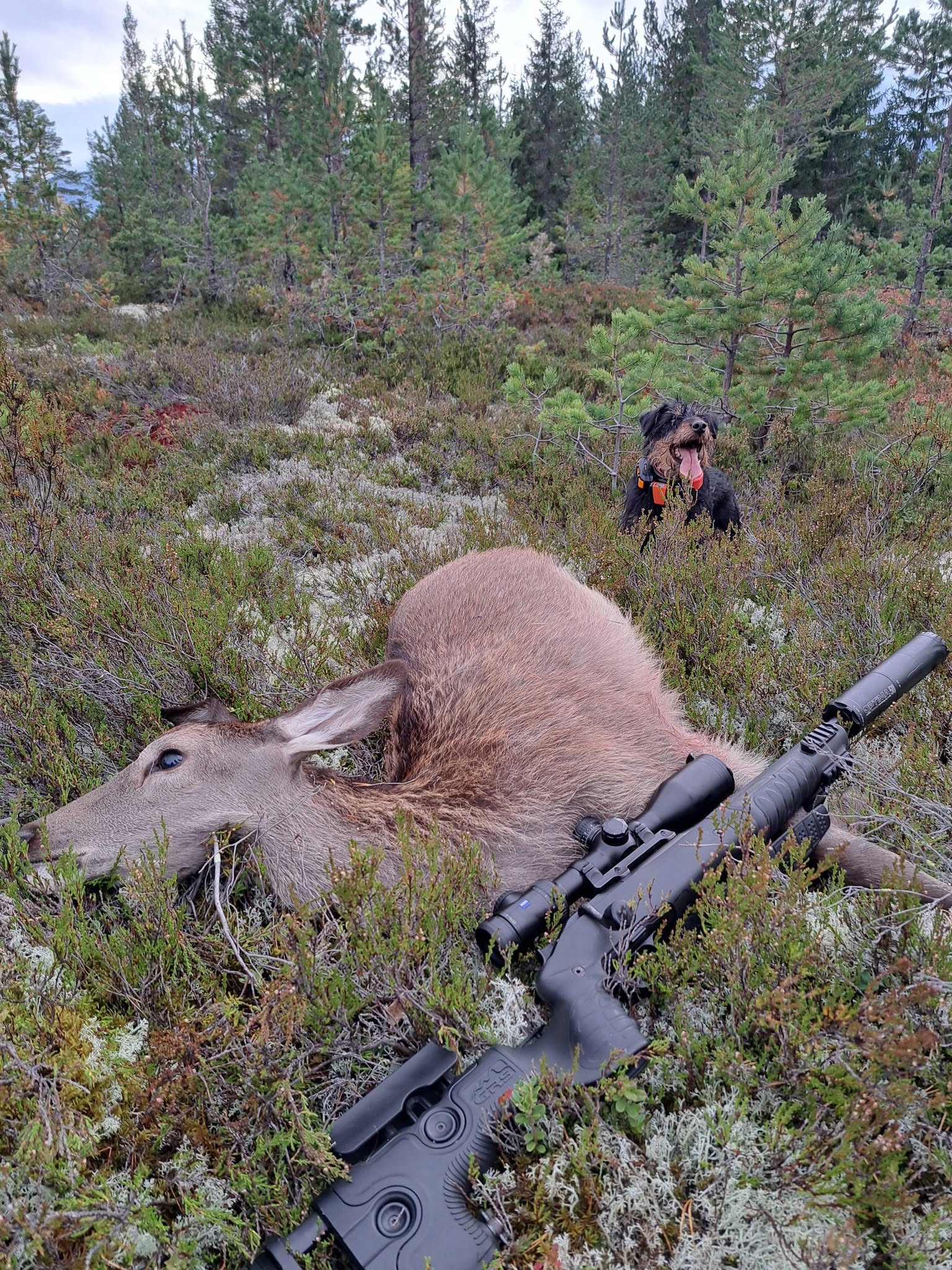 Bilde av en dø hjort, skutt av en jeger og som ligger i skogen. Jaktvåpen ved siden av og en hund i bakgrunn.