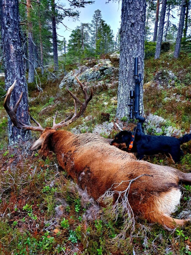 En jakthund snuser på et felt dyr.