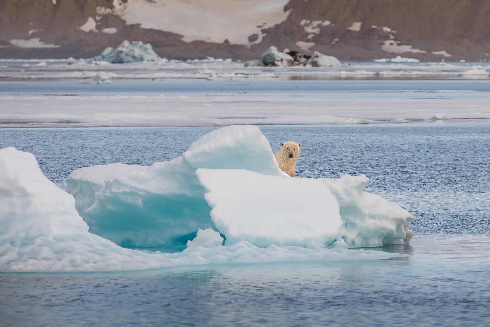 Bilde av en stor isbjørn på avstand som kikker inn i kamera. Isbjørnen titter frem bak is og snø.